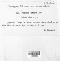 Puccinia hemerocallidis image